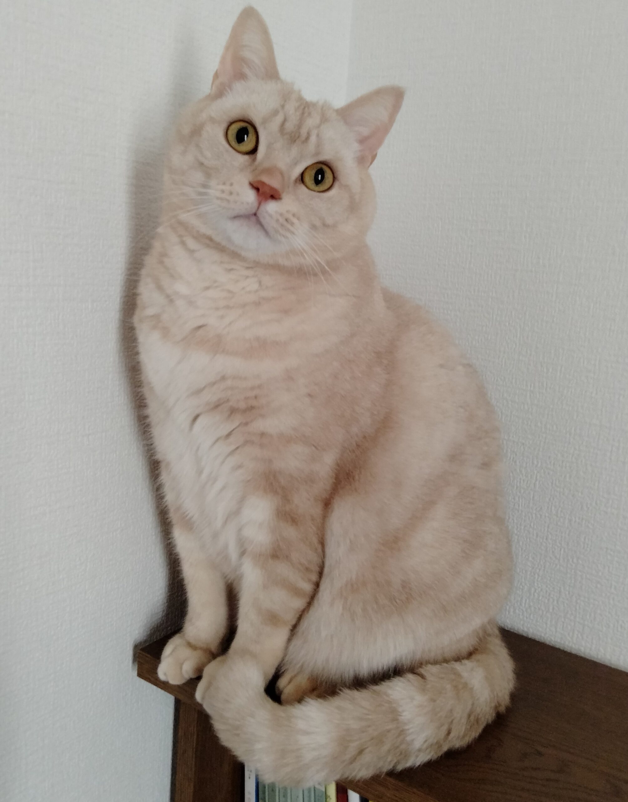 ミッキー