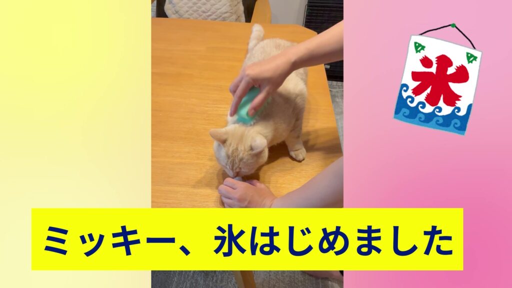 ミッキー、氷はじめました