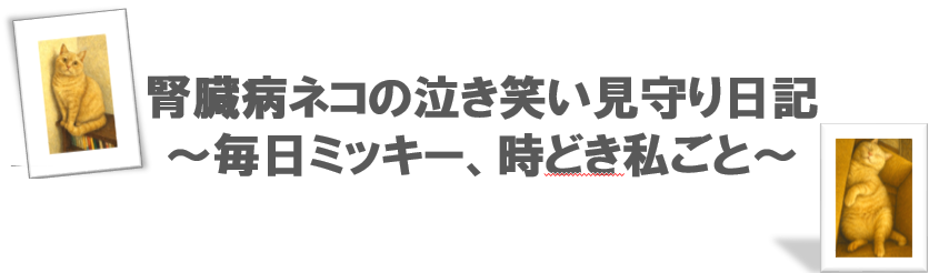 腎臓病ネコの泣き笑い見守り日記