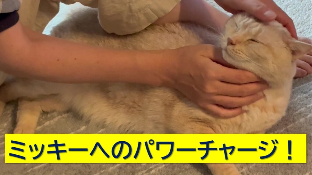 ミッキーへのパワーチャージ！