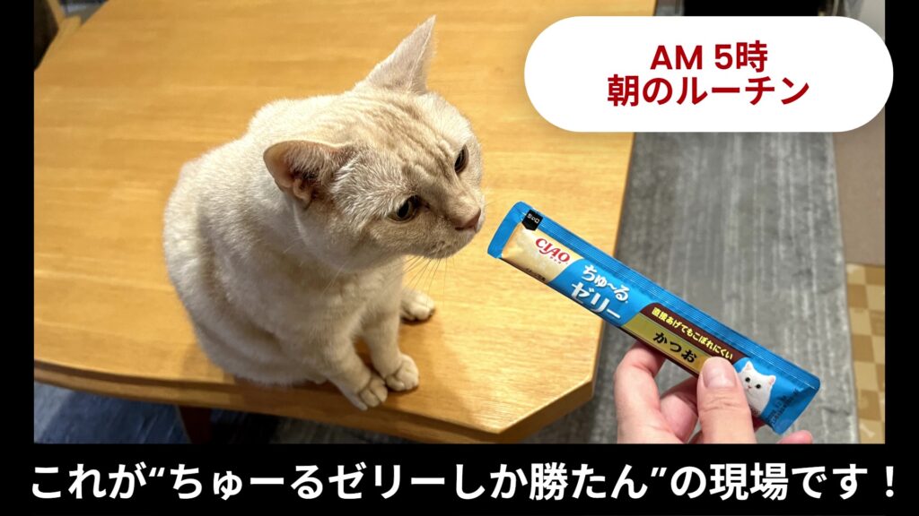 「ちゅーるゼリーしか勝たん」の現場