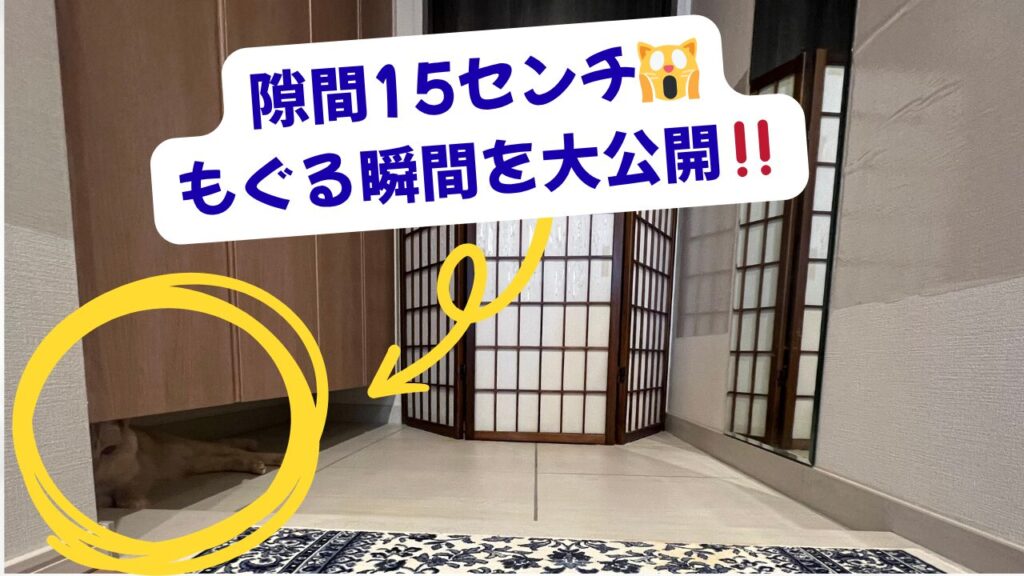 隙間15センチ！もぐる瞬間を大公開！