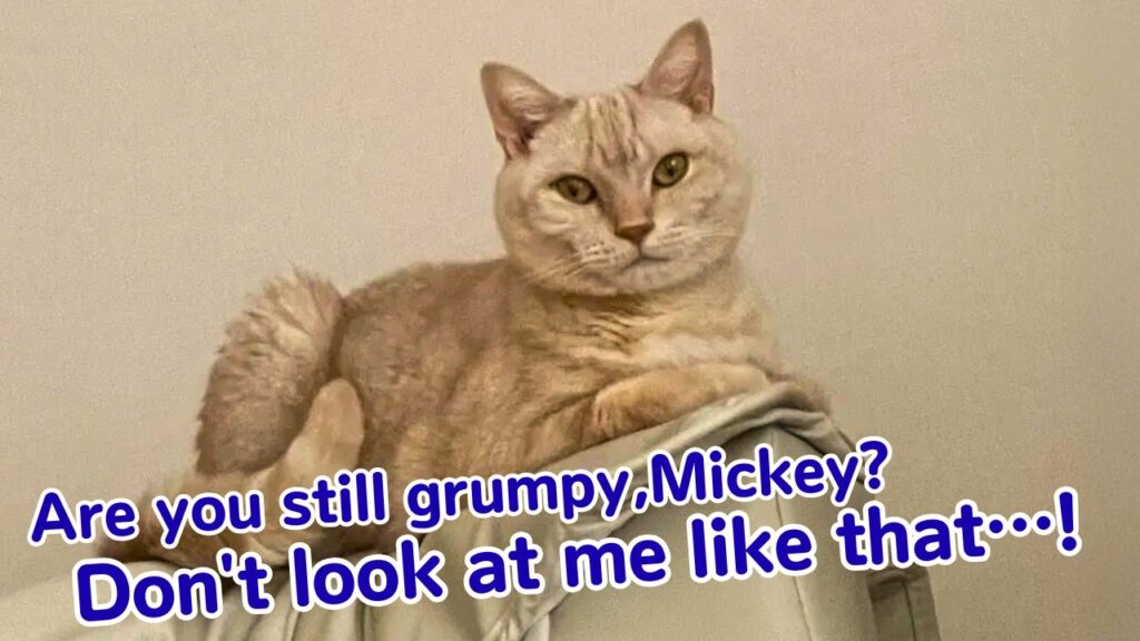 Are you still grumpy? Don't look at me like that, Mickey!