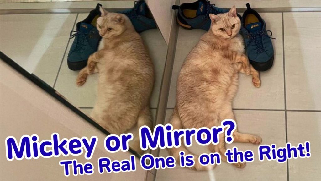 Mickey or Mirror? The Real One is on the Right!