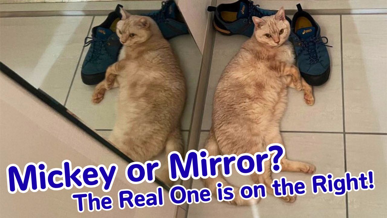 Mickey or Mirror? The Real One is on the Right!