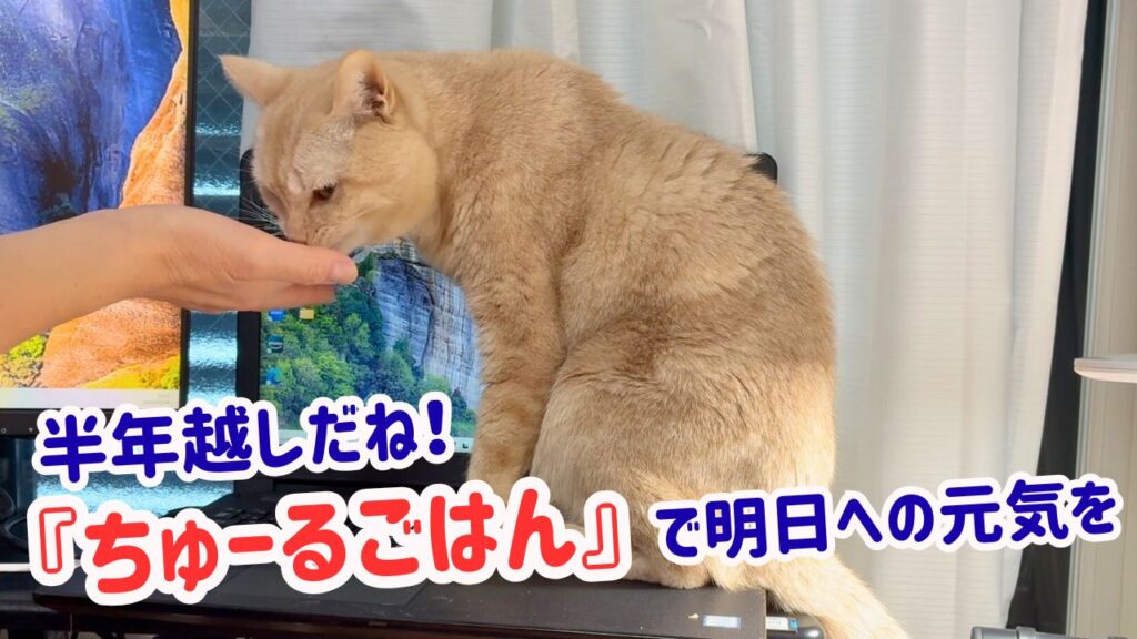 半年越しだね！「ちゅーるごはん」で明日への元気を