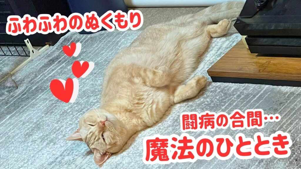 ふわふわのぬくもり、闘病の合間…魔法のひととき