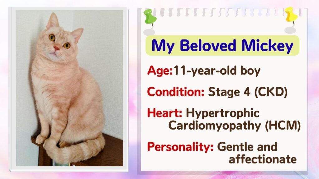 Profile of my beloved cat, Mickey