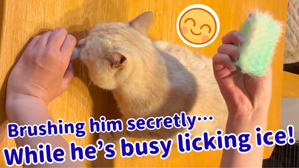 Brushing him secretly while he’s busy licking ice!