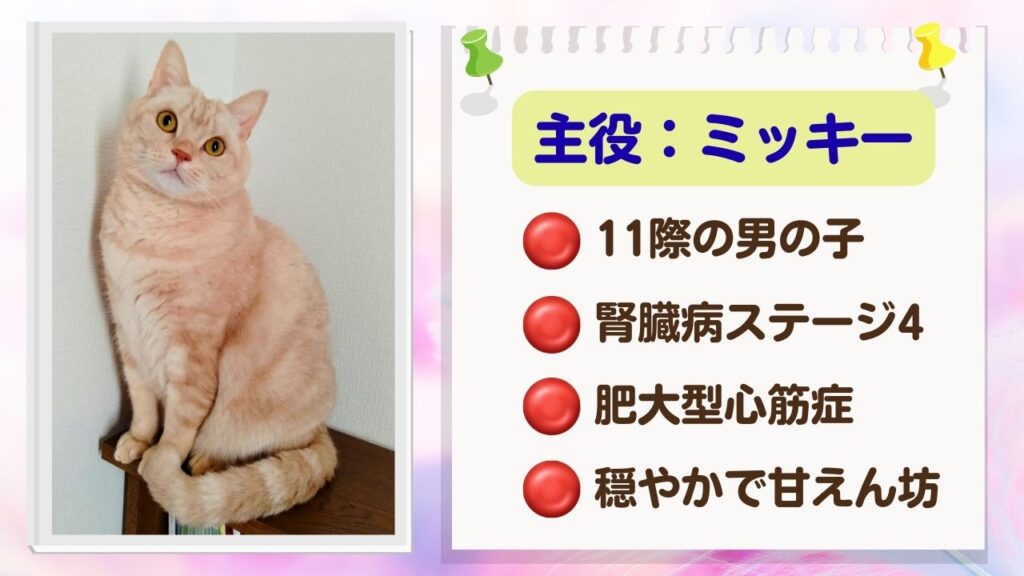 ブログの主役、愛猫ミッキーのプロフィール