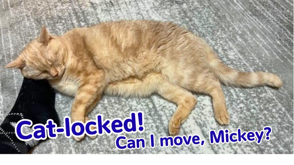 Cat-locked! Can I move, Mickey?