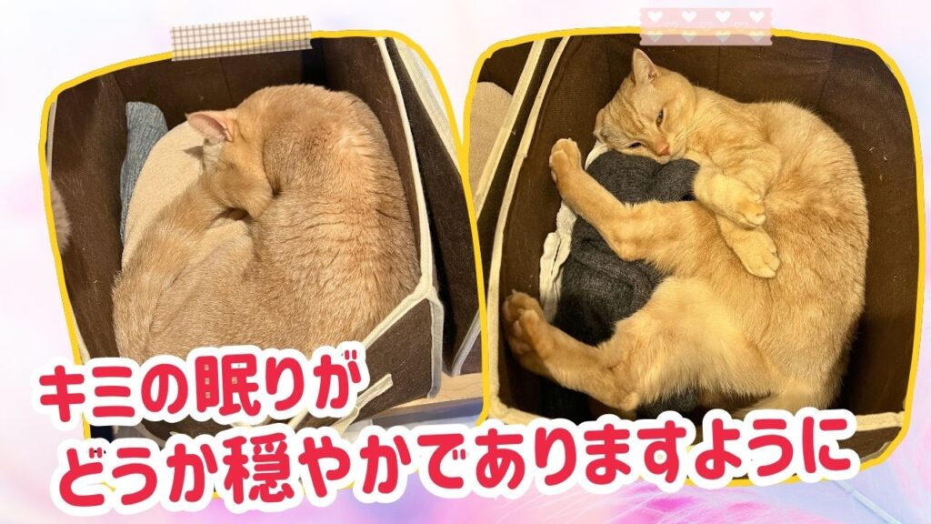 キミの眠りがどうか穏やかでありますように