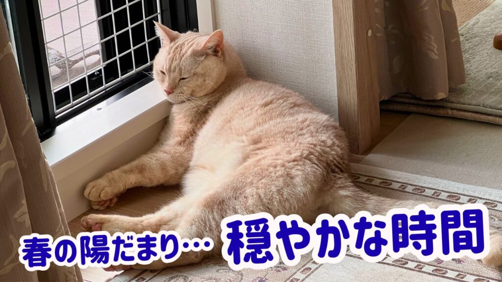 春の陽だまり…穏やかな時間