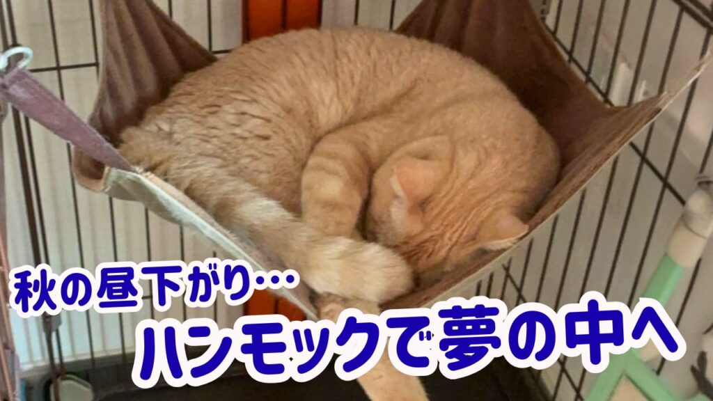 秋の昼下がり…ハンモックで夢の中へ