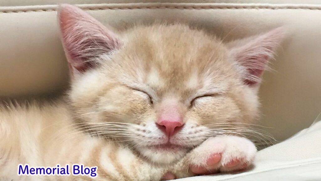 天使のような子猫時代のミッキー