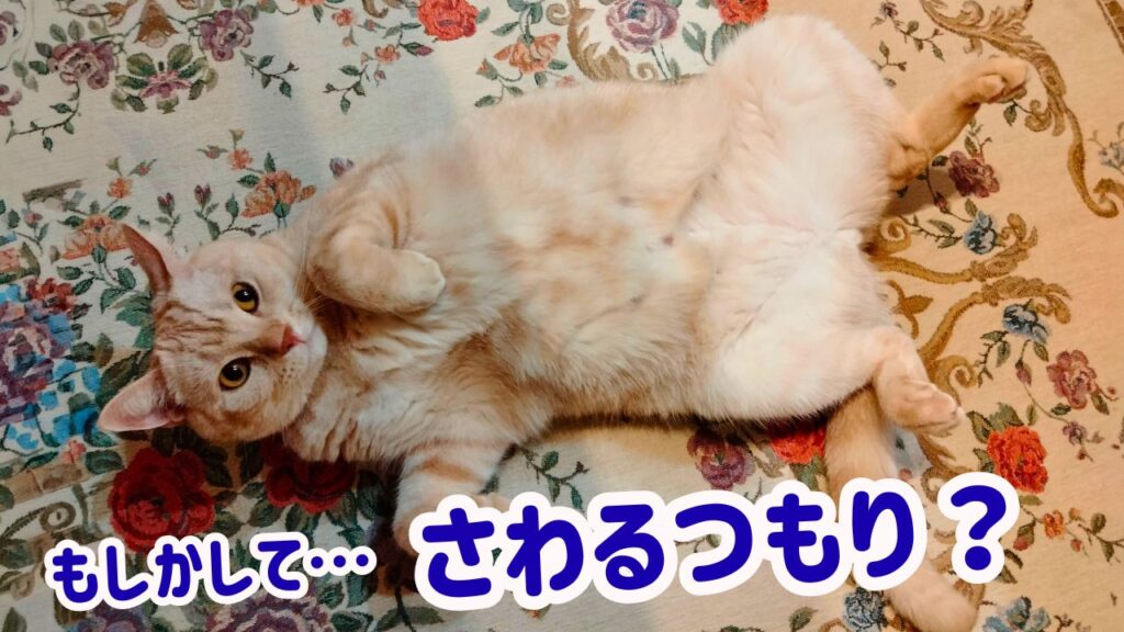 もしかして…さわるつもり？