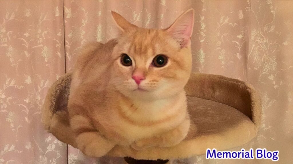 キャットタワーの上でおすまし顔のミッキー