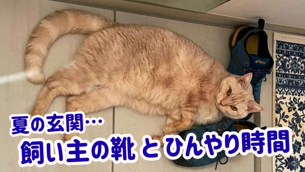 夏の玄関…飼い主の靴とひんやり時間