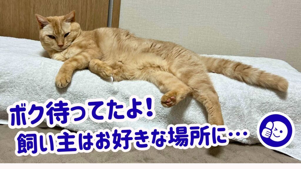 ボク待ってたよ！飼い主はお好きな場所に…