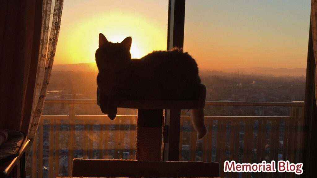 王者の風格!我が家の「ライオンキング」