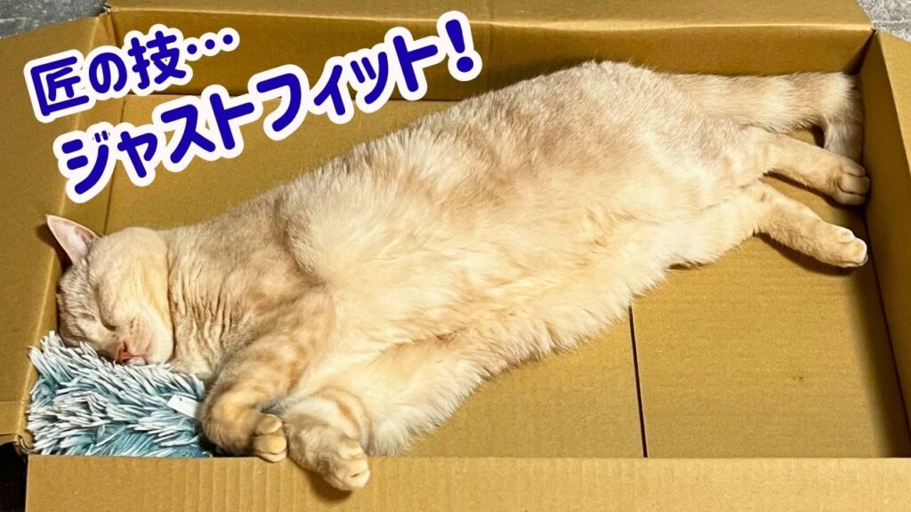 卓の技…ジャストフィット!