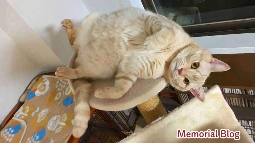 いつもの「甘えん坊ミッキー」