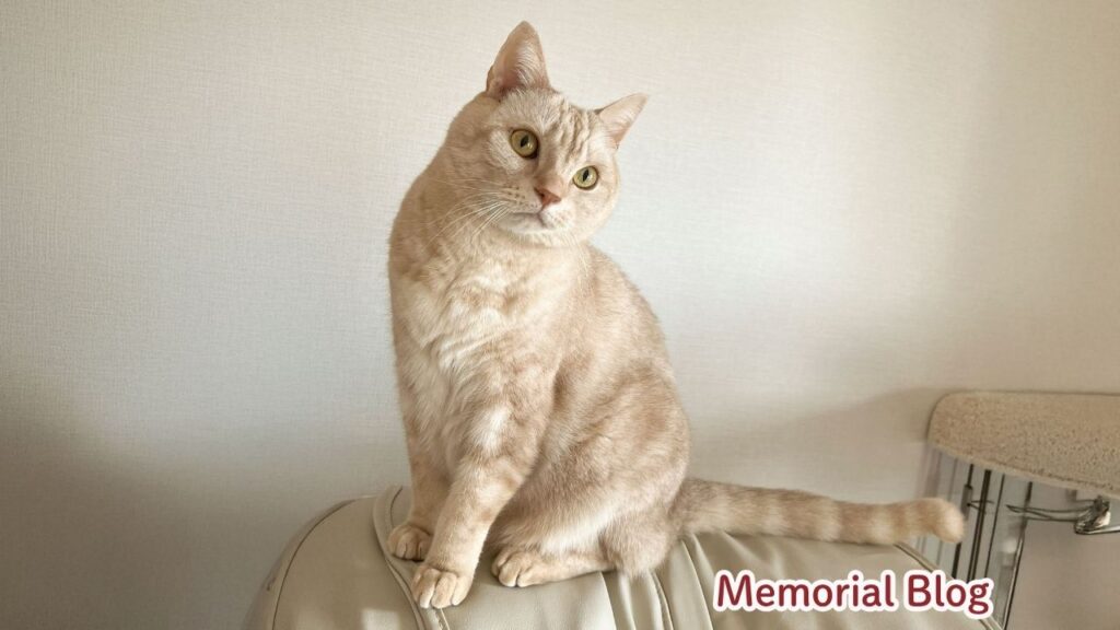 ミッキーの全身姿（ブログを始めた頃）