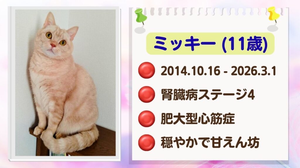 ミッキーのプロフィール