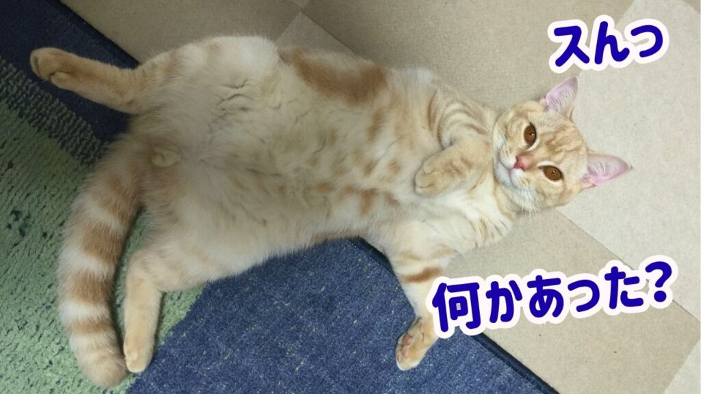 スんっ、何かあった?