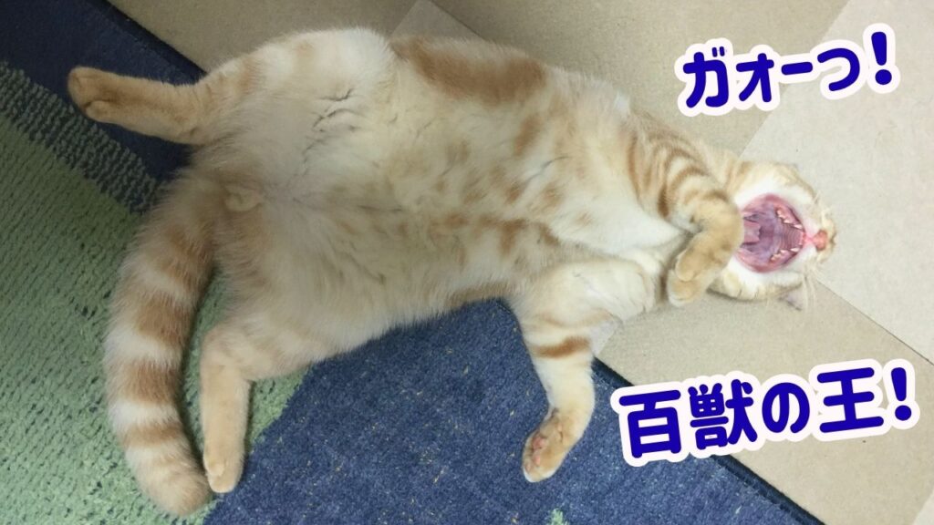 ガォーっ!百獣の王!